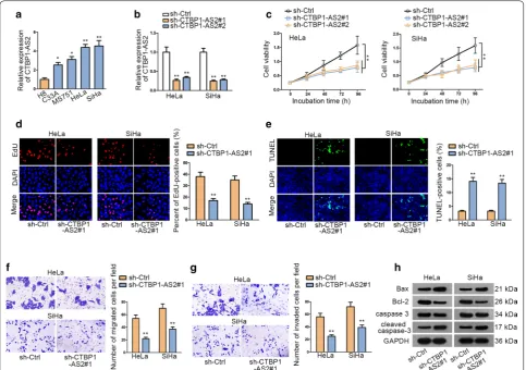 Fig. 1 CTBP1-AS2 is aberrantly up-regulated in CC cells. a qRT-PCR assay was used to examine CTBP1-AS2 expression in CC cell lines and normal cell line