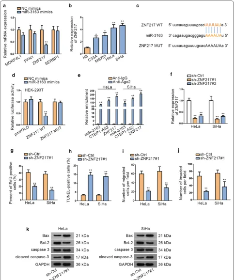 Fig. 3 MiR-3163 targets ZNF217 in CC. a qRT-PCR was performed to study the expression of target genes after overexpressing miR-3163
