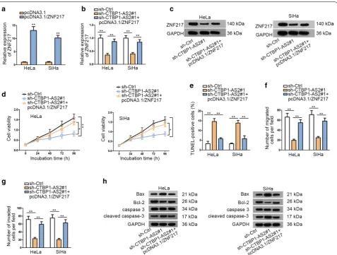 Fig. 4 ZNF217 overexpression reverses the anti-tumor effects of CTBP1-AS2 knockdown. a qRT-PCR analysis was used to determine the expression of ZNF217 after transfecting with pcDNA3.1 and pcDNA3.1/ZNF217 plasmids
