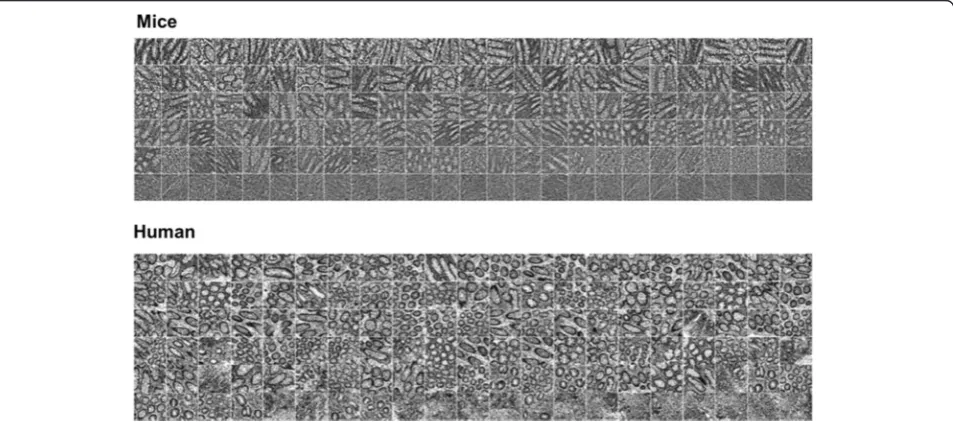Fig. 4 Computed first principal component (PC1) values with analysed images, corresponding to certain values of it