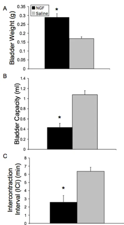 Figure 2Effects of NGF on cystometry variablesEffects of NGF on cystometry variables. Summary bar graphs depict the significant (*, p ≤ 0.01) increase in bladder weight (A), decrease in bladder capacity (B), and decrease in intercontraction interval (C) in