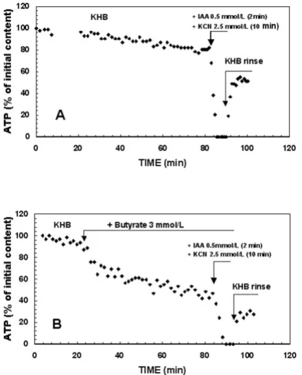 Figure 2tocol perfusionTime course of liver ATP content throughout the entire pro-Time course of liver ATP content throughout the entire protocol perfusion