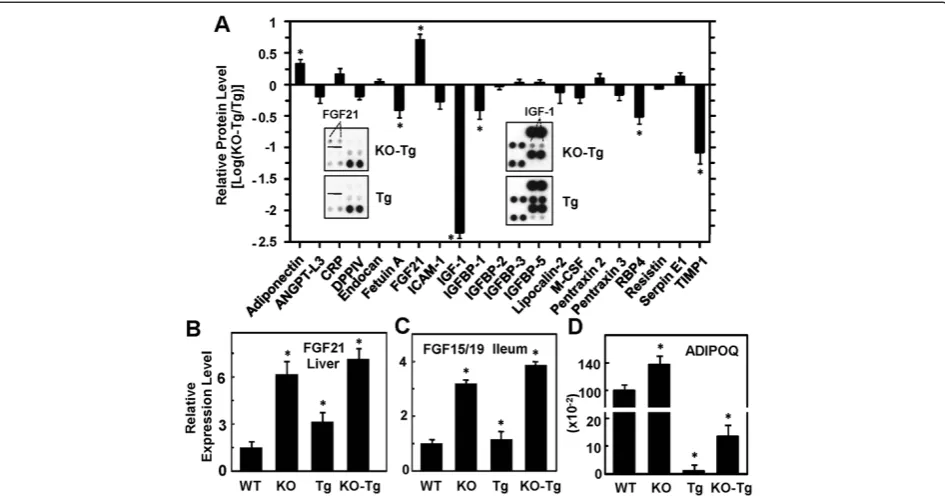Figure 6 Effects of fibroblast growth factor receptor (FGFR)4 deficiency on systemic adipokine levels in tumordensitometric ratio of KO-Tg to Tg