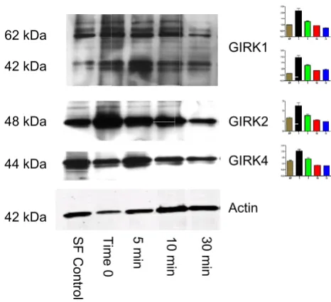 Figure 3cell linesProtein expression of GIRK2 and GIRK4 in six breast cancer Protein expression of GIRK2 and GIRK4 in six breast cancer cell lines