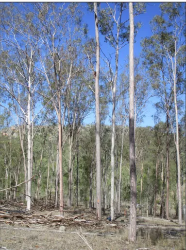 Figure 2.29.  Private native forest plot at the Ironpot property  Cypress 