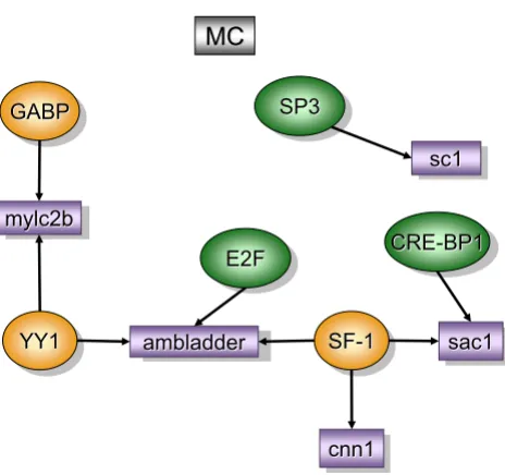 Figure 2mucosa when compared to control detrusor (MC)the matrix when compared to the reference (all TFs in the PAINT database) is indicated in orange (0 < p < = 0.01) or green (0.01 < p < 0.05)