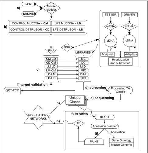 Figure 1Overall experimental designulatory network for each library was originated by a combination of SSH-selected transcripts and over-represented TF (0 < p < 0.05) in the matrix when compared to the PAINT database reference equivalent to the all the gen