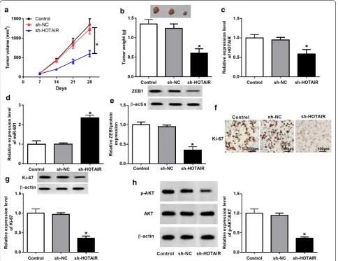 Fig. 8 HOTAIR interference attenuated BC tumor growth in vivo. a Tumor volume of the sh-HOTAIR group was smaller than that of the control or sh-NC group