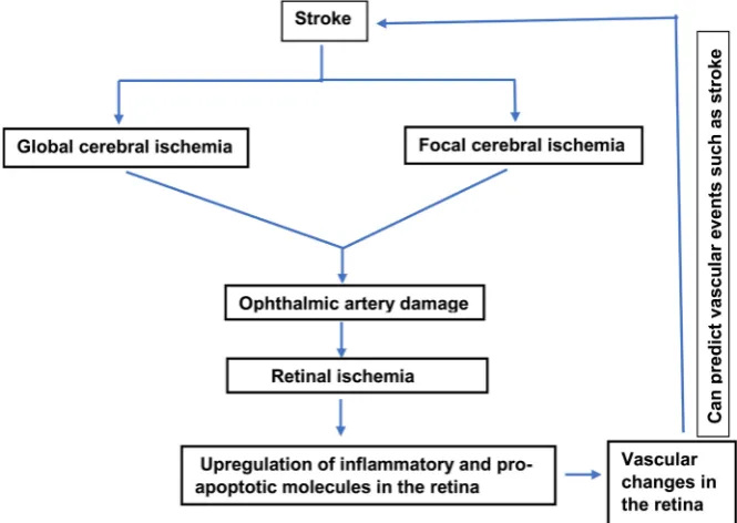 Figure 1. Summary of possible relationship between eye and stroke. 
