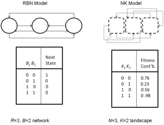 Figure 1. Example traditional RBN (left) and NK (right) models. Both contain three genes mutually connected, with thestate-transition–fitness-contribution table shown for one gene in each case.