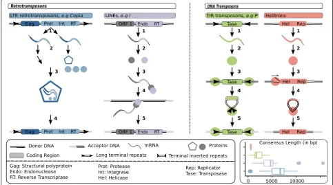Fig. 1 TE structure and transposition mechanisms. LTR retrotransposons: 1. Transcription