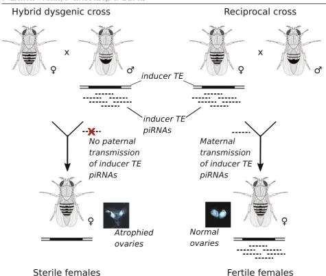 Table 1 Hybrid dysgenesis