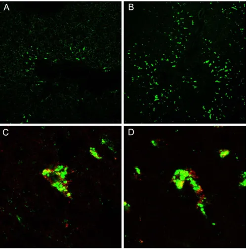 Figure 5Distribution of injected, inactive bovine LPL in livers, and the effect of heparinand D are from rats that had been given heparin five min before the lipase