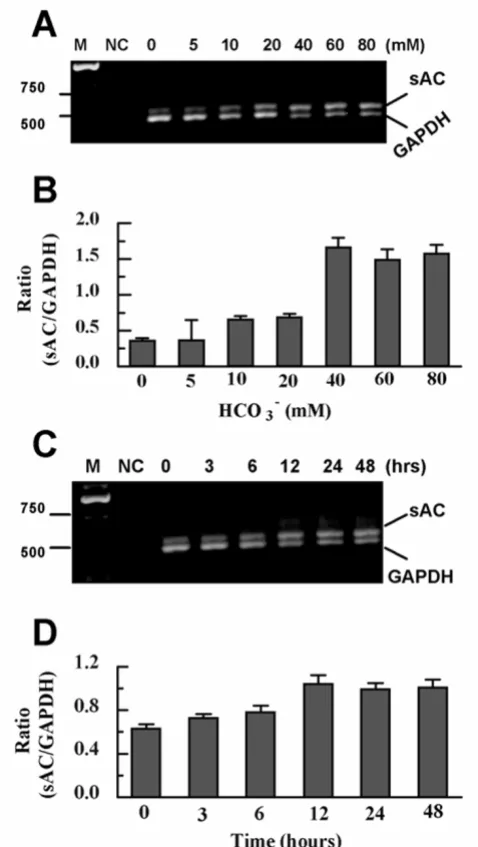 Figure 3D. These results suggest that the increase in