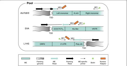 Fig. 1 ME-specific amplification during ME-Scan library construction. For each ME type library, two rounds of nested amplification are performed.The final paired-end sequencing reads from the resulting sequencing libraries are represented with blue arrows 