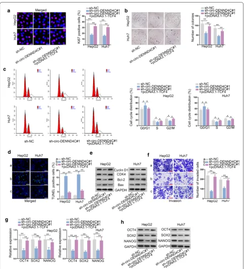 Fig. 5 Circ-DENND4C mediated HCC cells proliferation, apoptosis and invasion via up-regulating TCF4