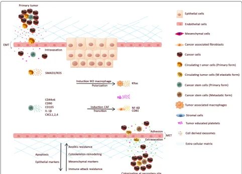 Fig. 3 The primary tumor distributes CTCs, CSCs, and TDEs in the CRC microenvironment to metastasize and establish secondary tumors in other organs of body via the blood