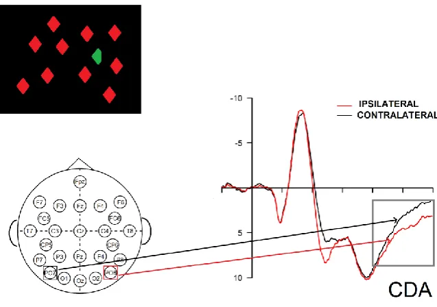 Figure 1.6 CDA as elicited by a target discrimination task 