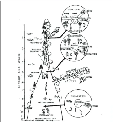 Figure 2.7 – The River Continuum Concept (From Vannote et al., 1980)