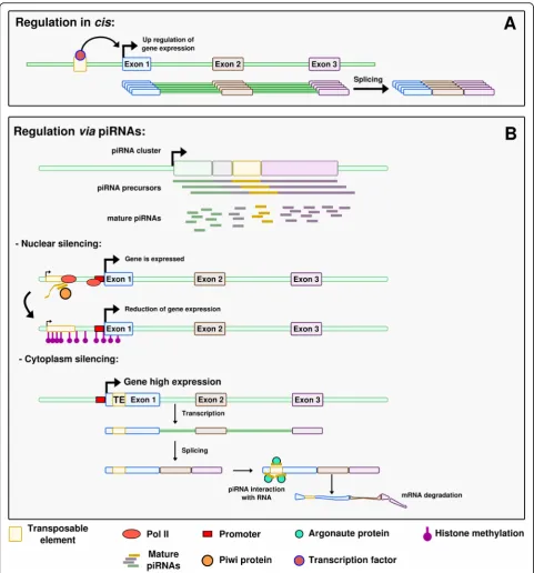 Fig. 2 Different ways how TEs can affect gene expression.piRNAs. In the nuclear silencing situation, a TE is present close to the gene of interest