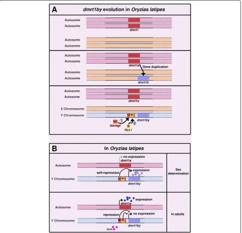 Fig. 3 dmrt1bY evolution and regulation inmales. Its product triggers sex determination towards the male phenotype