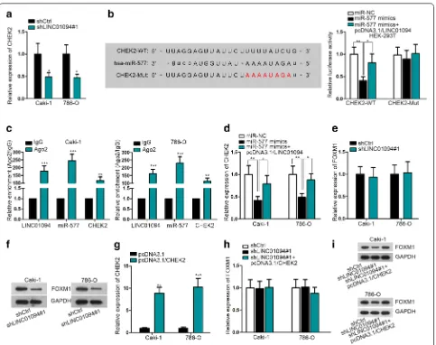 Fig. 4 LINC01094 enhanced FOXM1 protein expression in ccRCC via miR-577/CHEK2 signaling