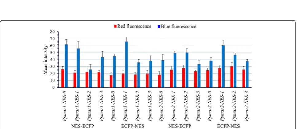 Fig. 4 The localization signal of reporter proteins fused to variouschannel and blue channel and merged channels of yeast expressing ECFP fused into different versions of NES