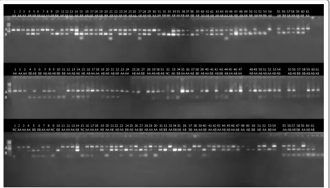 Fig. 8 A gel electrophoretic image showing the experimental validation of REF+ polymorphic Alu element insertions