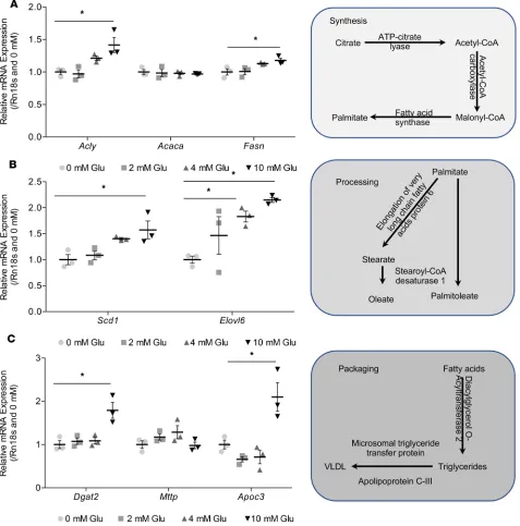 Figure 7. Increasing glutamate concentration increases DNL synthesis, processing, and VLDL packaging gene expression for fatty acids in AML12 hepatocytes