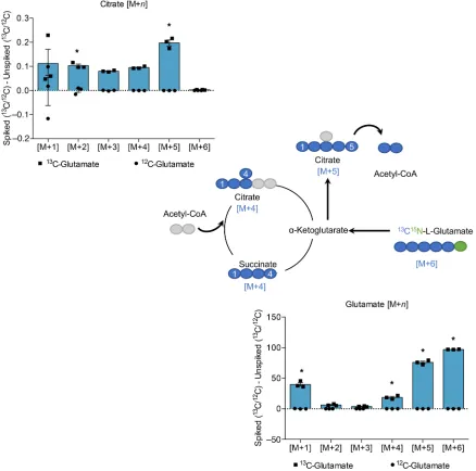 Figure 4. Carbon from 13ed by LC-MS over 24 hours after supplementation. Data are presented as mean ± SEM and were analyzed by 2-way ANOVA with post hoc Šidák’s multiple-comparisons test; *C5-labeled glutamate is incorporated into the TCA cycle in AML12 he