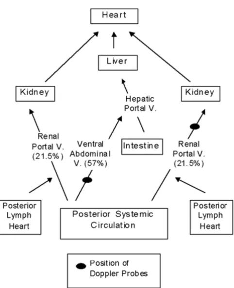 Figure 1General scheme of circulation in Bufo marinus showing majorpathways of venous return from the posterior region