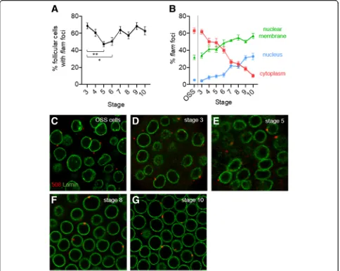 Fig. 1 Sub-cellular localization of flam focus along oogenesis and in OSS cells. a Quantitative analysis of the percentage of follicles cells fromeggs chambers of stage 3 to 10 with detectable flam foci