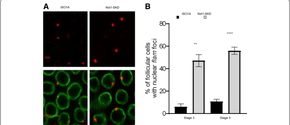 Fig. 2 At early stages,Error bars represent s.e.m. Numbers of cells and follicles counted is indicated in Additional file flam precursors can be visualized accumulated in the nucleus