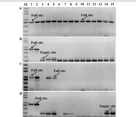 Fig. 2 Site-specific PCR analysis.var. Da10; and 15,alba a Mnh16_scaffold1108_216257–216,737, b Mnh16_scaffold1960_162356–162,912, c Mnh16_scaffold93_462750–463,388, and d Mnh16 _scaffold897_369175–369,745 in the following mulberry resources: 1, M
