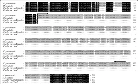 Fig. 3 Multiple-sequence alignment of sequenced PCR bands (see Fig.M. yunnaneisisYun3