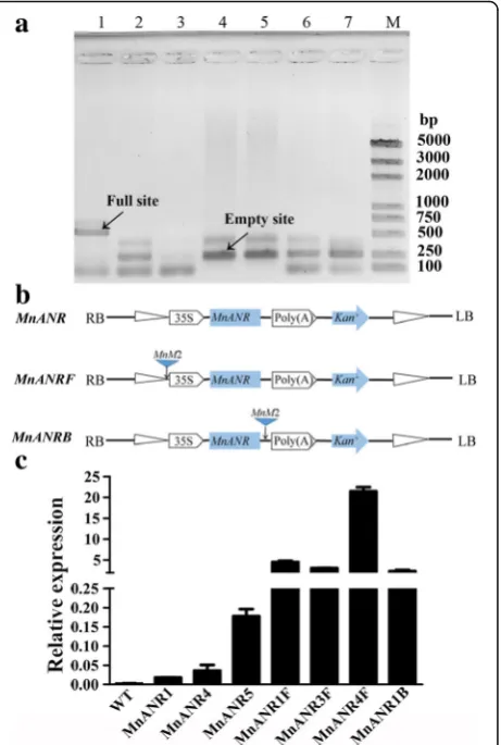 Fig. 5 Effect of the MnM2 element on MnANR expression in transgenictobacco. a Site-specific PCR analysis using primers designed forsequences flanking MnM2_ scaffold96_203539–203,849 in thefollowing mulberry resources: 1, M