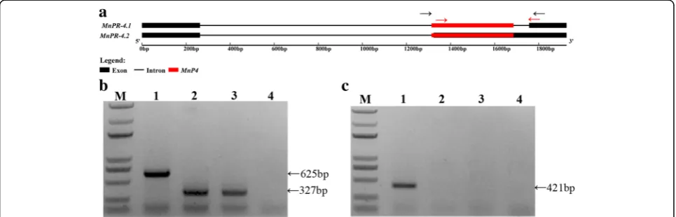 Fig. 7 Analysis of alternatively spliced genes associated with MITEs.site (A3SS), and alternative 5splicing sites to the number of all alternatively spliced genes are presented along the Y-axis