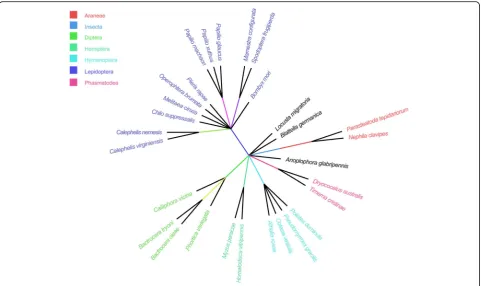 Fig. 1 The taxonomy tree of 29 species containing Csup_Hel1A-like Helitrons
