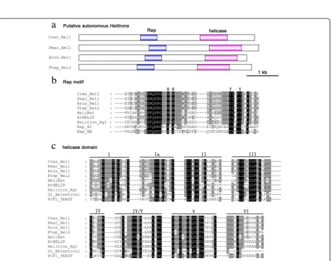Fig. 3 Phylogenetic analysis of all copies of Hel1 Helitrons in C. suppressalis (a) and P