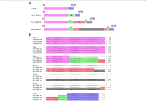 Fig. 6 Stepwise transposition ofcore sequence and the consensus sequences of Sfru_Hel1A in S