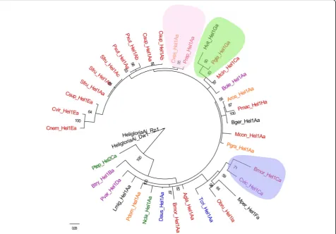 Fig. 7 Phylogenetic relationships among 35 exemplars from 29 species. Taxa showing Hel1 and Hel2 are colored taxonomically, withLepidopteran insects in red, Diptera insects in purple, Hymenoptera wasps in yellow, Phasmatodea species in blue, Araneae specie