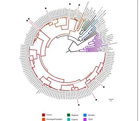 Fig. 3 Phylogenetic tree based on amino acid sequences of PLEs found in the genome of S.mansoni by MGERT and PLE representatives fromRepBase