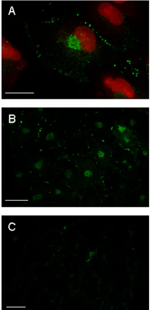 Figure 8Expression of cx43 in GL15 cells. Confocal microscopyimage acquisitions of cells stained with anti-cx43 antibodyrevealed by OregonGreen-conjugated anti-IgG