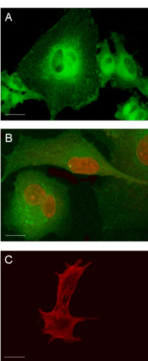 Figure 1Confocal images of different GL15 cell typology. Panel A: an overlay of single-section images of cells, stained with Paclit-axel-Bodipy (green fluorescence), shows tubulin organization in the cytoskeleton; panel B: an overlay of single-section imag