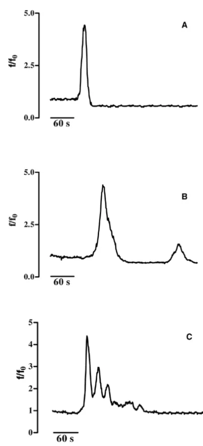 Figure 5ATP-induced [Ca2+]i variations in differentiatedGL15 cells. Panel A shows a single Ca2+ spike induced by200 µM ATP (arrow) in 32% of differentiated cells (n = 69);addition of 2 µM thapsigargin (Tg) (arrow) evoked a furtherincrease in [Ca2+]i