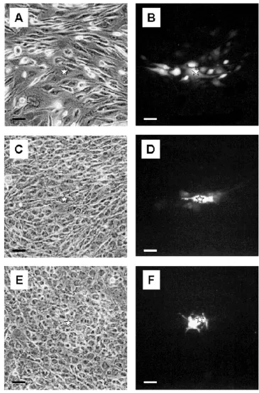 Figure 7Pattern of dye coupling in GL15 cell cultures Sub-confluent monolayers of undifferentiated GL15 cells (A and B) showthe presence of dye-permeant junctional channels