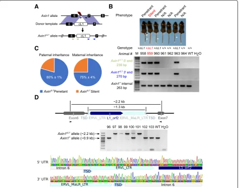 Fig. 1 Generation ofthe three sets of primers used are marked in Axin1cL1 mice using CRISPR/Cas9 and phenotypic characterization