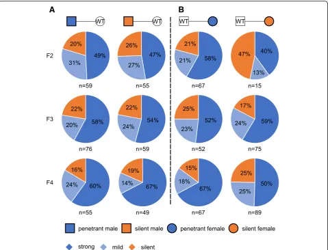 Fig. 2 Transgenerational inheritance of the kinky tail phenotype in AxincL1 (Axin1+/cL1) mice