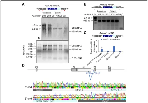Fig. 3 A longer Axin1 transcript isoform containing partial cL1 is exclusively expressed in the penetrant AxincL1 mice