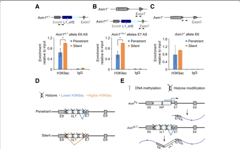 Fig. 4 Reduced H3K9ac levels at the cL1 insertion site in penetrant AxincL1 mice. a ChIP-qPCR analyses of H3K9ac levels using primers specific tothe exon 6 splicing site of the Axin1cL1 allele